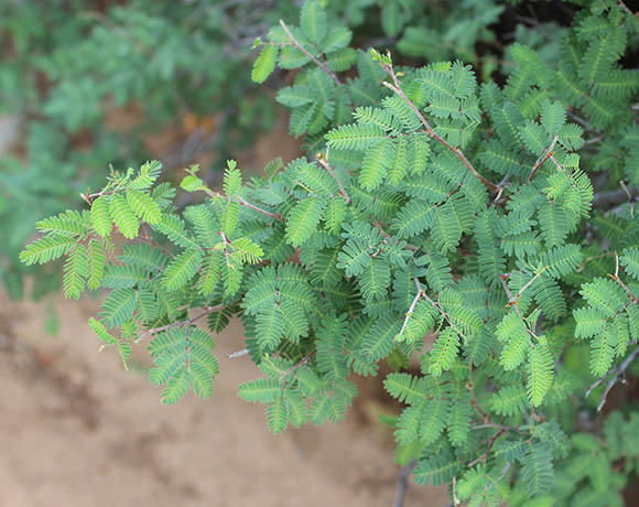  Calliandra eriophylla v.eriophylla